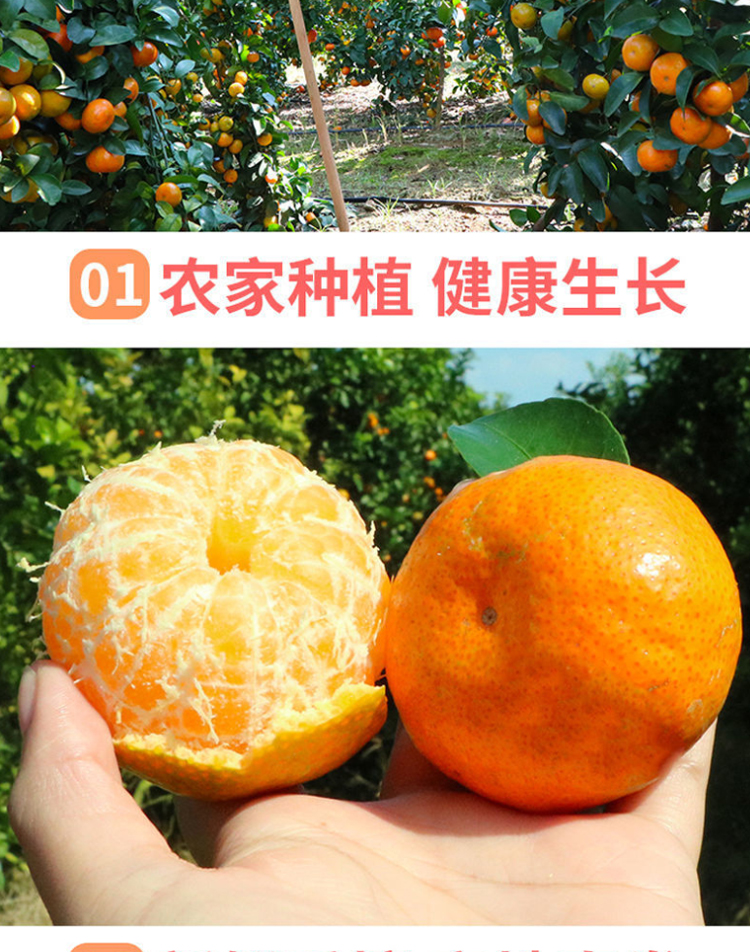 图片[8]-新鲜广西砂糖橘水果-芝士无限