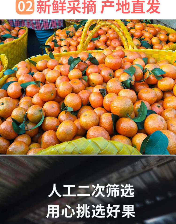 图片[9]-新鲜广西砂糖橘水果-芝士无限