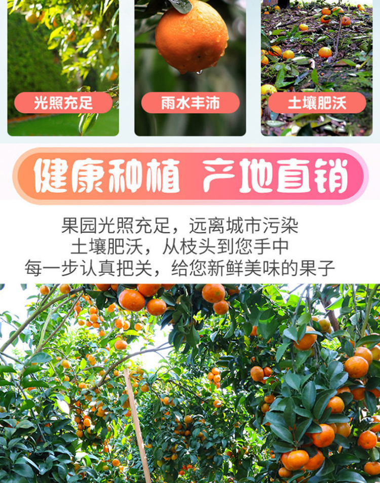 图片[7]-新鲜广西砂糖橘水果-芝士无限