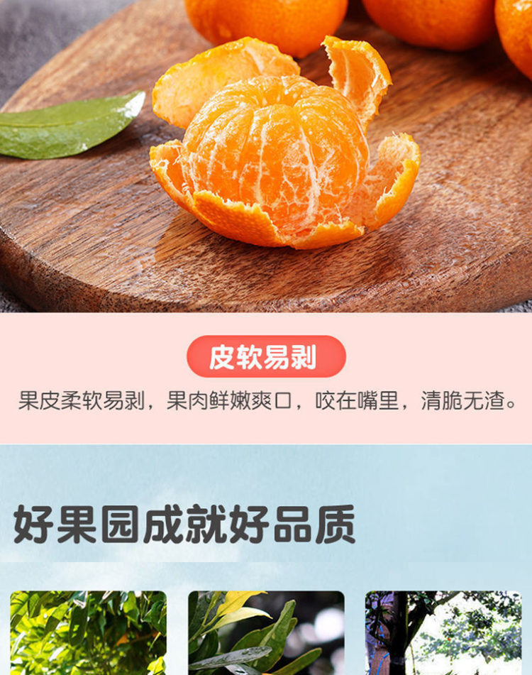 图片[6]-新鲜广西砂糖橘水果-芝士无限