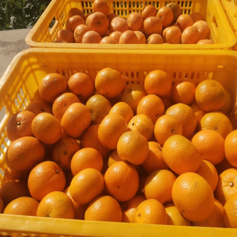 芝士无限丨让知识多一种可能